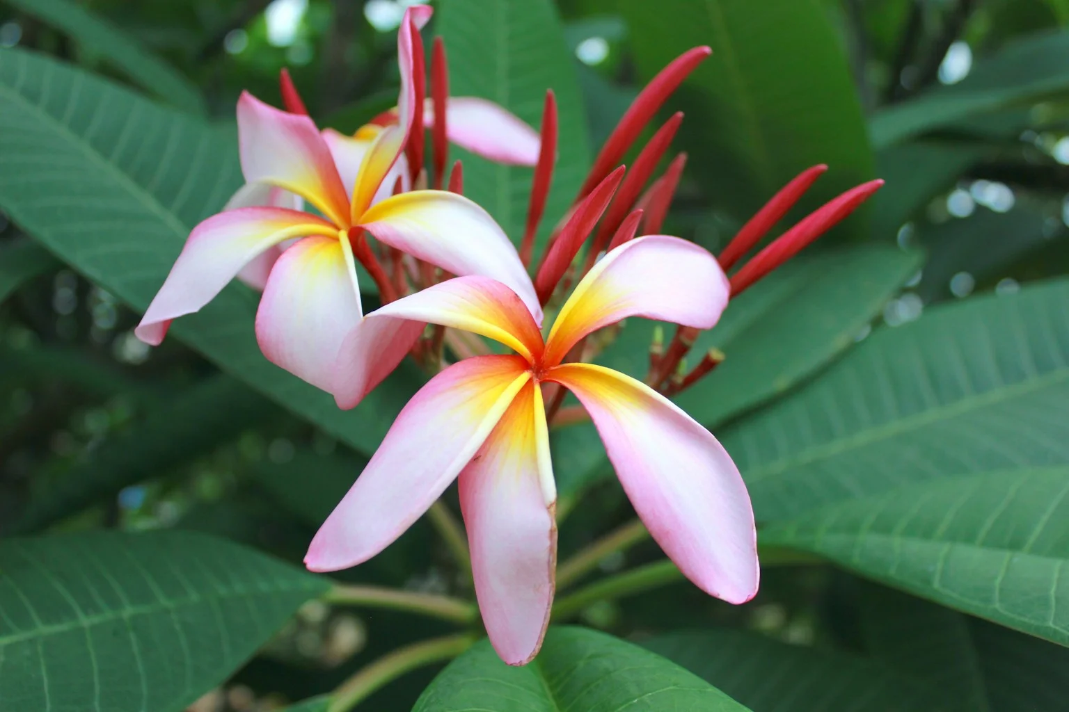 Frangipani flowers in Bali